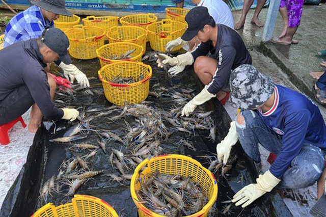 Nông dân ở huyện Hồng Dân (Bạc Liêu) thu hoạch tôm càng xanh những ngày giữa tháng 9 - Ảnh: NGỌC HÂN