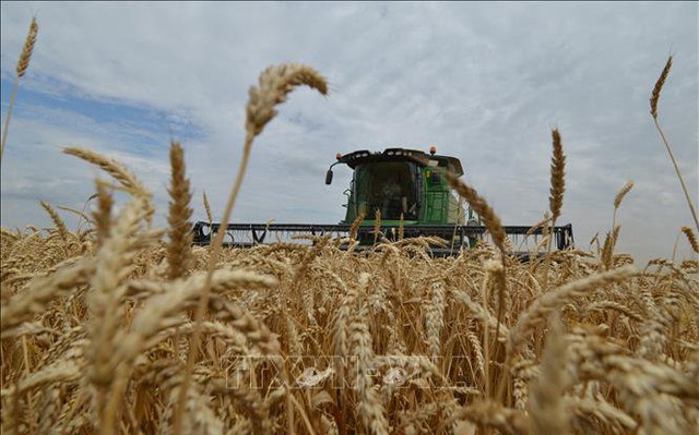 Thu hoạch lúa mì trên cánh đồng ở Stavropol, Nga. Ảnh: AFP/TTXVN