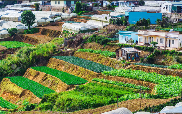 ''Thủ phủ" rau sạch Lâm Đồng sản xuất bao nhiêu tấn rau mỗi năm? Thu được bao nhiêu tiền từ nông nghiệp?
