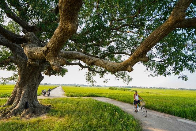 Discover the super-beautiful check-in point at the more than 600-year-old Muong tree in Bac Ninh - Photo 6.