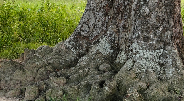 Discover the super-beautiful check-in point at the more than 600-year-old Muong tree in Bac Ninh - Photo 3.