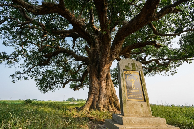 Khám phá điểm check-in siêu đẹp tại cây muỗm hơn 600 năm tuổi tại Bắc Ninh - Ảnh 2.