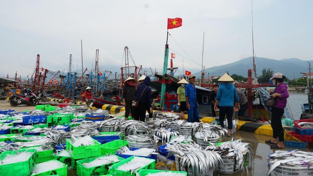 Chạy siêu bão, ngư dân Quảng Bình trúng luồng cá lớn - Ảnh 1.
