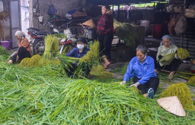 Hà Nội: Làng cốm Mễ Trì tất bật vào vụ lớn nhất trong năm