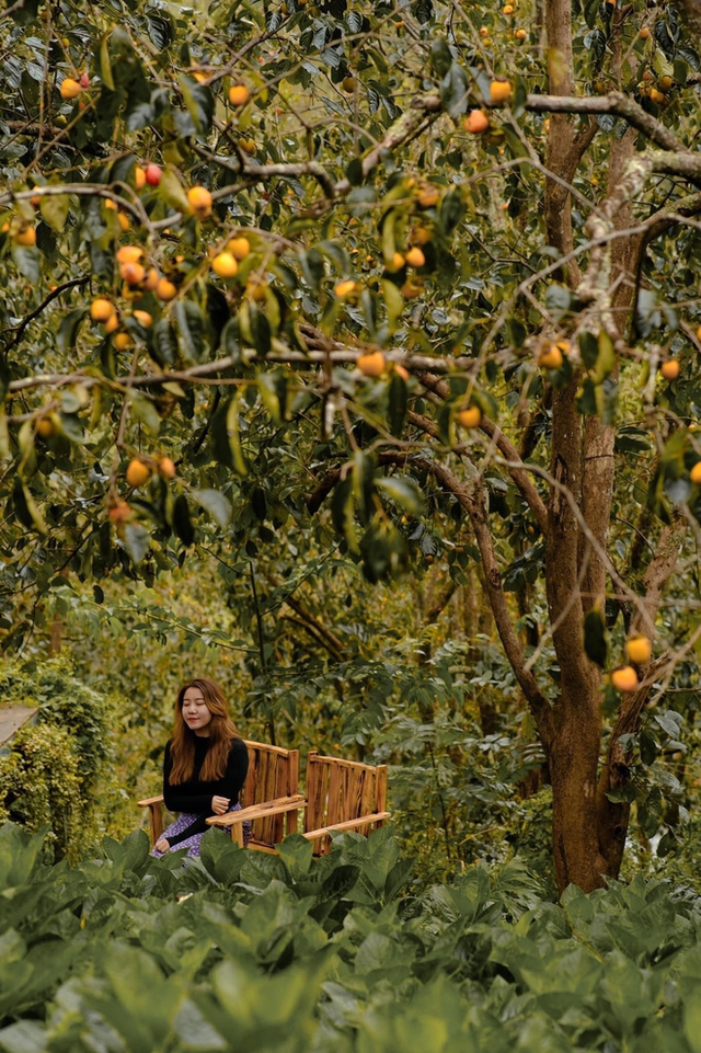 5 fruit-laden persimmon gardens in Da Lat that are both beautiful and satisfying to eat on the spot are waiting for you to visit - Photo 14.