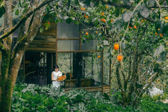 5 fruit-laden persimmon gardens in Da Lat that are both beautiful and satisfying to eat on the spot are waiting for you to visit - Photo 12.
