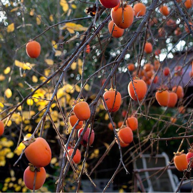 5 fruit-laden persimmon gardens in Da Lat that are both beautiful and satisfying to eat on the spot are waiting for you to visit - Photo 6.