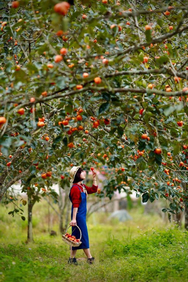 5 fruit-laden persimmon gardens in Da Lat that are both beautiful and satisfying to eat on the spot are waiting for you to visit - Photo 5.