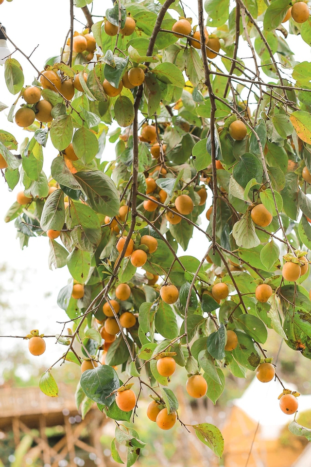 5 fruit-laden persimmon gardens in Da Lat that are both beautiful and satisfying to eat on the spot are waiting for you to visit - Photo 32.