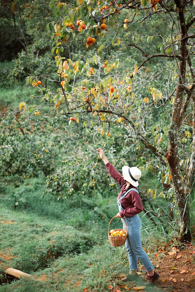 5 fruit-laden persimmon gardens in Da Lat that are both beautiful and satisfying to eat on the spot are waiting for you to visit - Photo 30.