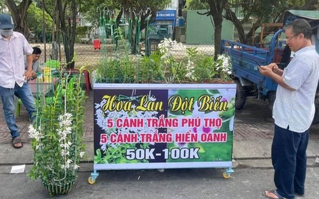 Lan đột biến ra ngã tư công viên Cầu Trắng (quận Bình Tân, TP.HCM) với giá còn thấp hơn nhiều chậu hoa lan công nghiệp - Ảnh: T.R.