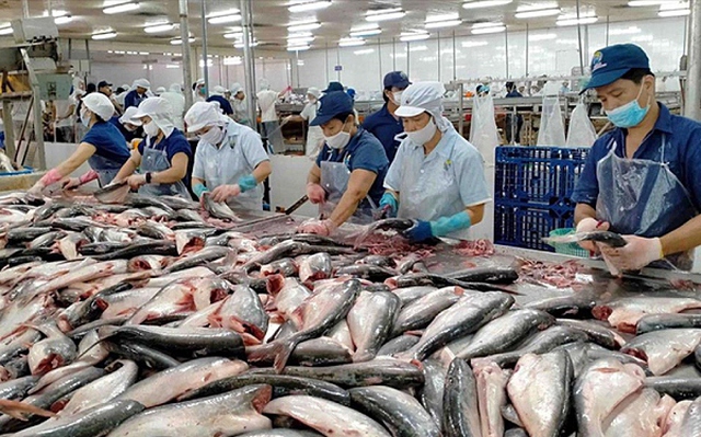 Chuyên gia VASEP: Kim ngạch xuất khẩu cá tra 2022 có thể đạt kỷ lục 2,5-2,6 tỷ USD