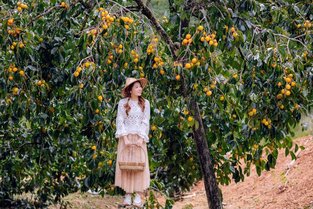Countless reasons to prepare warm clothes so as not to miss the weather and Dalat fruit season at the end of this year - Photo 4.