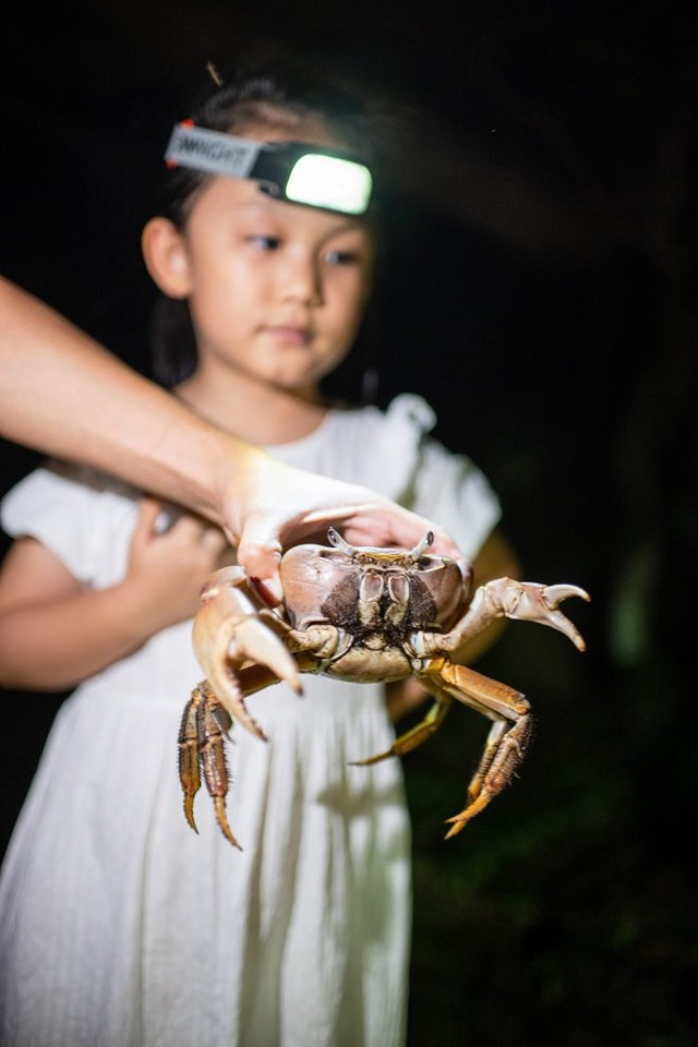 Unique tourism to Con Dao in the sea turtle spawning season - Photo 7.