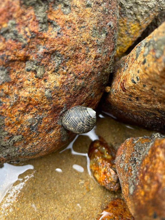 Unique tourism to Con Dao in the sea turtle spawning season - Photo 22.