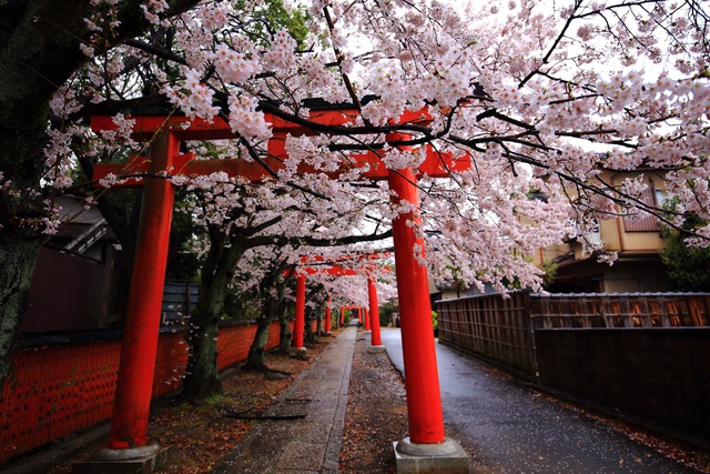 Kyoto rất mong đón du khách trở lại, nhưng thủ thỉ những yêu cầu đặc biệt - Ảnh 2.