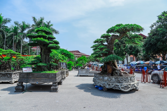 Những siêu cây cảnh hàng chục tỷ hội ngộ tại Bắc Ninh - Ảnh 1. Những siêu cây cảnh hàng chục tỷ hội ngộ tại Bắc Ninh - Ảnh 1.