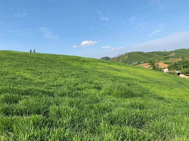 Enjoying a long vacation, young people invite each other to "hunt photos" in the green meadow in the heart of Moc Chau - Photo 2.
