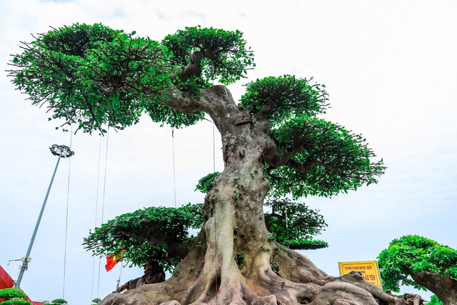 Những siêu cây cảnh hàng chục tỷ hội ngộ tại Bắc Ninh - Ảnh 11.