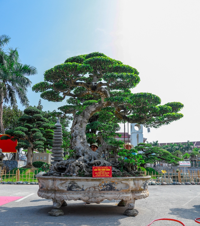 Những siêu cây cảnh hàng chục tỷ hội ngộ tại Bắc Ninh - Ảnh 9.
