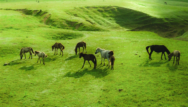The green steppe regions in Vietnam make visitors nostalgic at first sight - Photo 14.