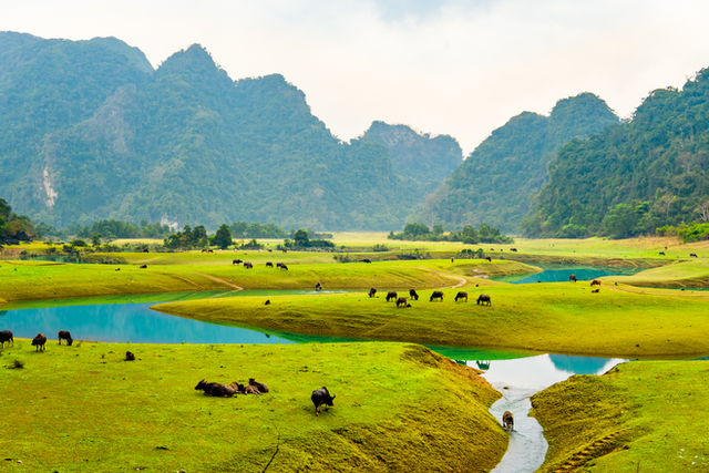 The green steppe regions in Vietnam make visitors nostalgic at first sight - Photo 10.