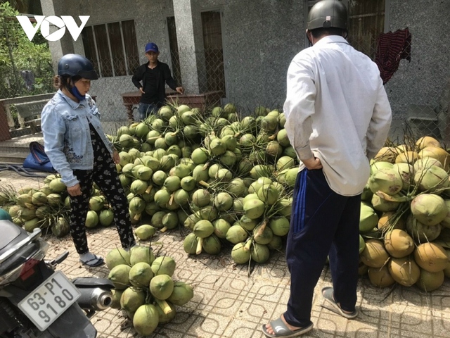 Trái dừa rớt giá thê thảm do mưa bão kéo dài - Ảnh 1.