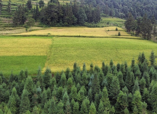 Những miền thảo nguyên xanh ở Việt Nam khiến du khách lưu luyến từ cái nhìn đầu tiên - Ảnh 1.