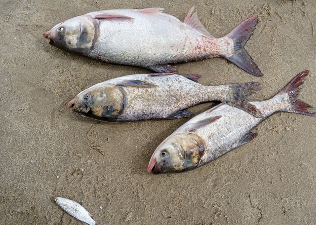 Nghề độc chỉ có sau bão ở Đà Nẵng: Ra biển săn cá nước ngọt khủng - Ảnh 9.