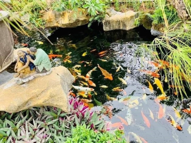 Japanese garden, koi fish - billion-dollar hobby of rich Vietnamese - Photo 4.