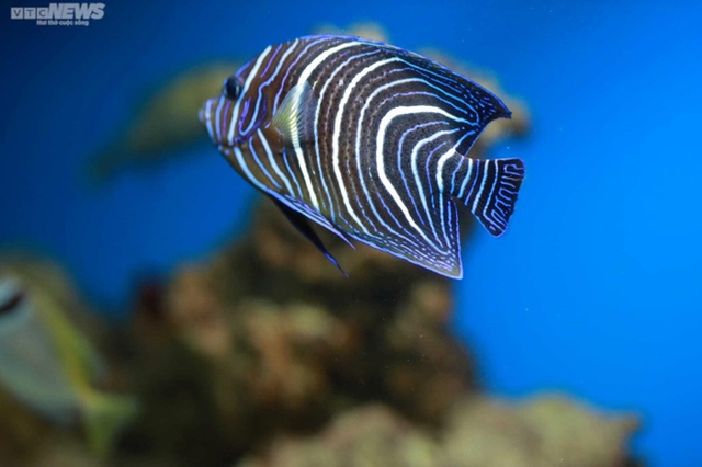 Satisfied with the ocean of miniature mackerel in Nha Trang Oceanographic Museum - Photo 4.