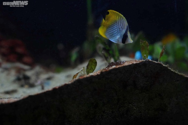 Satisfied with the ocean of miniature mackerel in Nha Trang Oceanographic Museum - Photo 9.