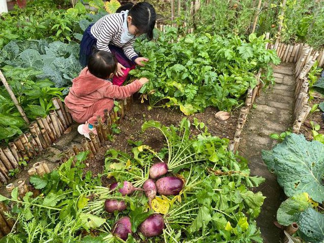 Lần đầu trồng rau nản muốn bỏ, vườn của bà mẹ Quảng Ninh hiện giờ khiến bao người mê - Ảnh 3.