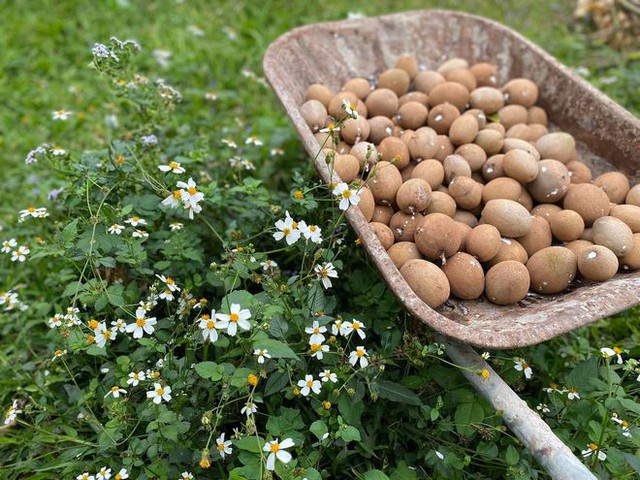 Lần đầu trồng rau nản muốn bỏ, vườn của bà mẹ Quảng Ninh hiện giờ khiến bao người mê - Ảnh 8.