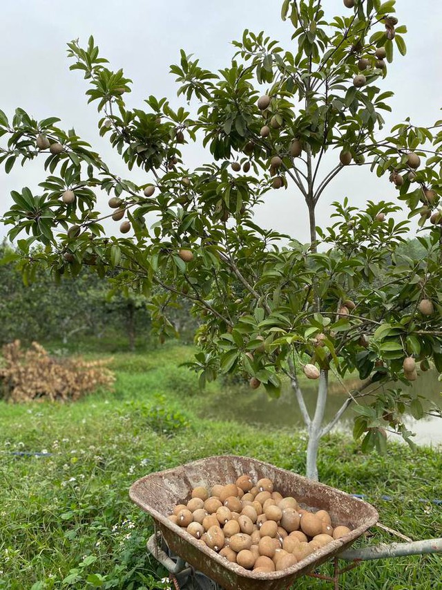 Lần đầu trồng rau nản muốn bỏ, vườn của bà mẹ Quảng Ninh hiện giờ khiến bao người mê - Ảnh 9.