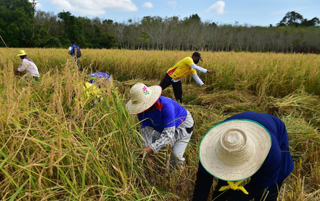 Thái Lan cho biết chi phí trồng lúa ở nước này đã tăng gần gấp đôi sau 2 năm - Ảnh: AFP