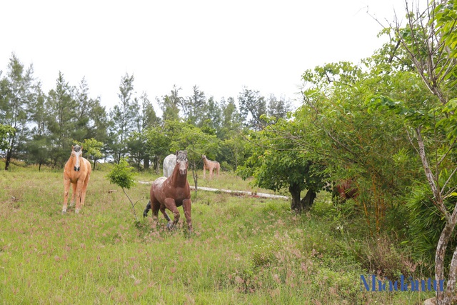 Dự án Khu du lịch Thiên Đàng gần 2.000 tỷ ở Quảng Ngãi hoang tàn sau 17 năm - Ảnh 15.