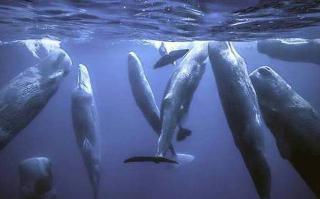 Vì sao loài động vật có "mũi thở" như cá voi lại ngủ được dưới nước?