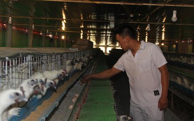 Mỗi ngày, trang trại gà ác của anh Nguyễn Hữu Thắng cung cấp ra thị trường khoảng 4.000 quả trứng thu về 10 triệu đồng