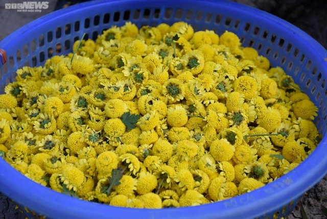 Ảnh: Ngắm cúc tiến vua trải thảm vàng rực trên cánh đồng ở Hải Phòng - Ảnh 11. Ảnh: Ngắm cúc tiến vua trải thảm vàng rực trên cánh đồng ở Hải Phòng - Ảnh 11.