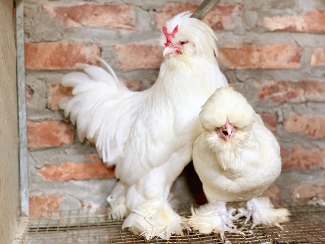 Các lớp lông và những đặc điểm cơ thể khác biệt khiến gà Sultan sở hữu ngoại hình thu hút.