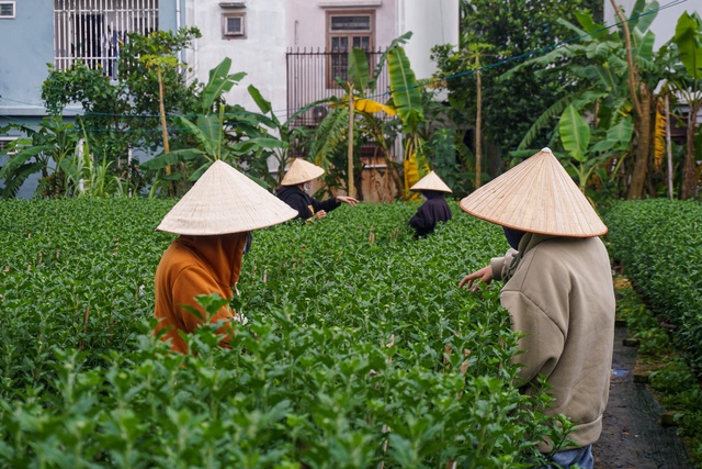 Unemployed students and workers "cut leaves, break flower buds" to earn millions to spend Tet - Photo 10.