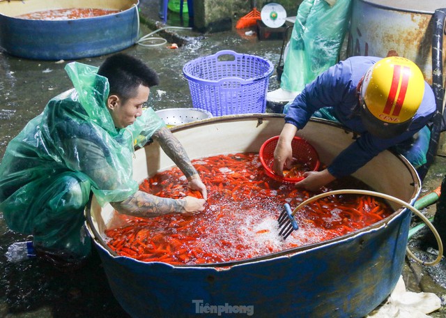 Chợ cá Yên Sở rực sắc đỏ, nhộn nhịp trước ngày cúng ông Công - ông Táo - Ảnh 2.