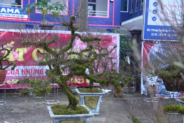 Chiêm ngưỡng cây nhất chi mai độc lạ lần đầu tiên xuất hiện ở Vinh - Ảnh 8.