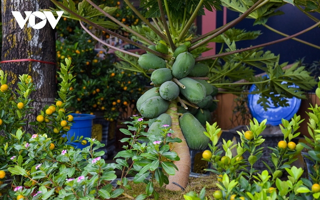 Đu đủ bonsai trĩu quả hút khách dịp Tết - Ảnh 7.