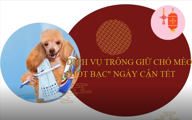 Dịch vụ trông thú cưng "hốt bạc" dịp cận Tết: Bận rộn xuyên ngày lễ, kiếm vài chục triệu chỉ trong mấy ngày nghỉ