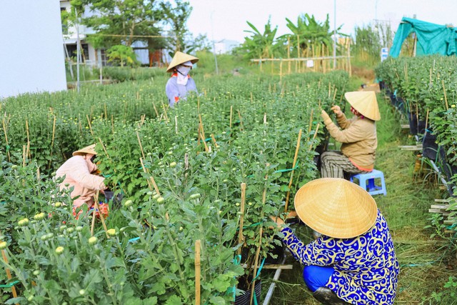 Thức thời mùa Tết: Nhờ phong tục trưng hoa chơi Tết của người Việt mà nhiều người khấm khá từ nghề lặt nụ, ngắt ngọn hoa - Ảnh 1.