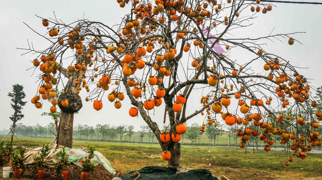 Xu hướng chưng cây nguyên quả vào ngày Tết của nhiều gia đình giúp loài cây này tăng giá cả chục triệu đồng một chậu - Ảnh 9.