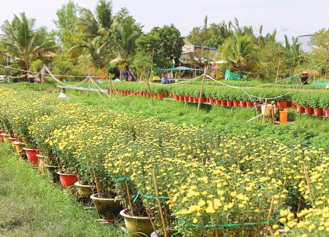 Thức thời mùa Tết: Nhờ phong tục trưng hoa chơi Tết của người Việt mà nhiều người khấm khá từ nghề lặt nụ, ngắt ngọn hoa - Ảnh 9.