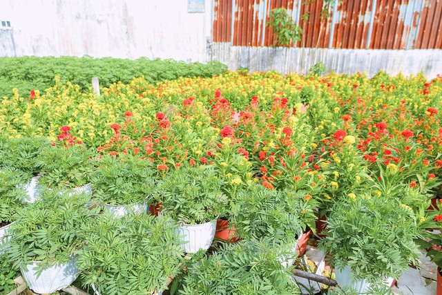 Thức thời mùa Tết: Nhờ phong tục trưng hoa chơi Tết của người Việt mà nhiều người khấm khá từ nghề lặt nụ, ngắt ngọn hoa - Ảnh 8.